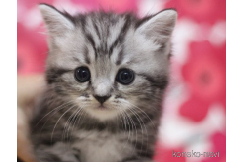 成約済の東京都のミヌエット-70800の2枚目